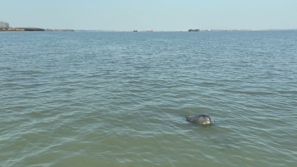 An expanse of water with a porpoise in the bottom right