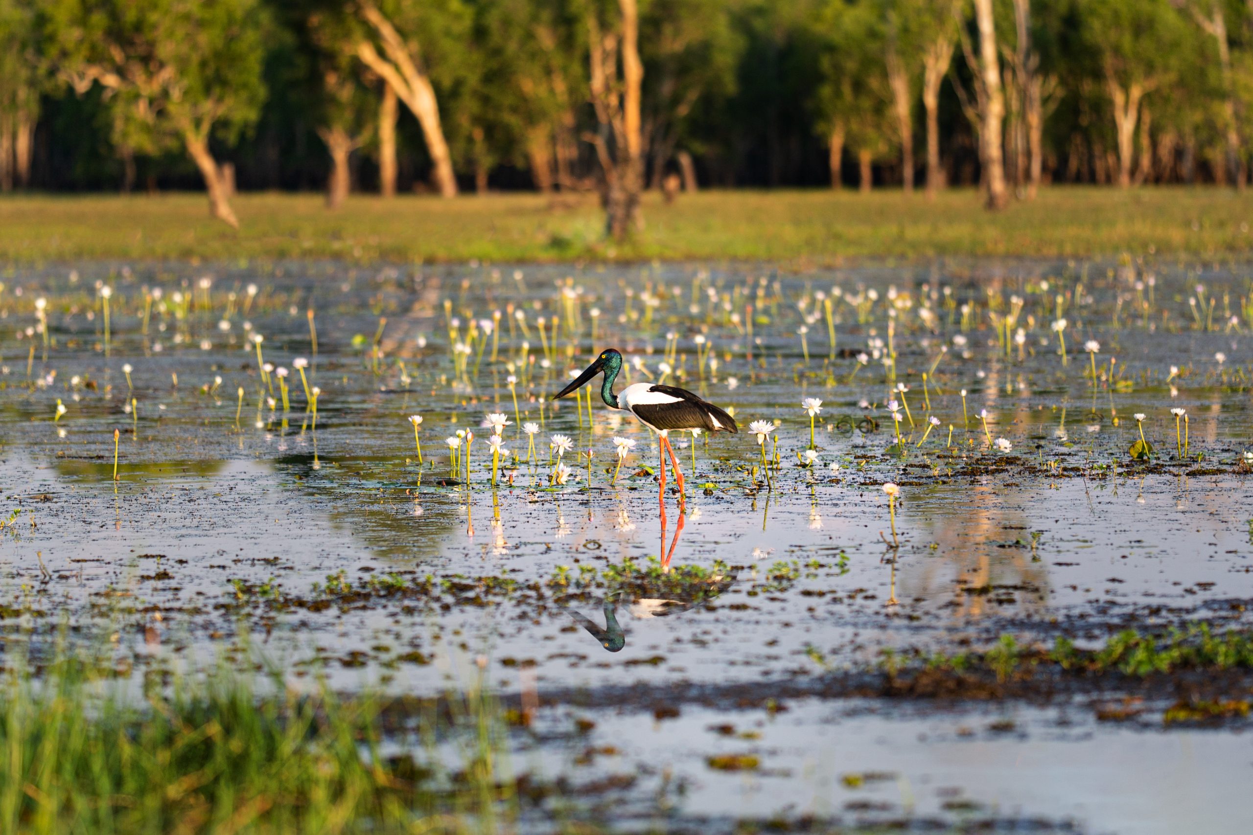 A large bird wading through a wetland