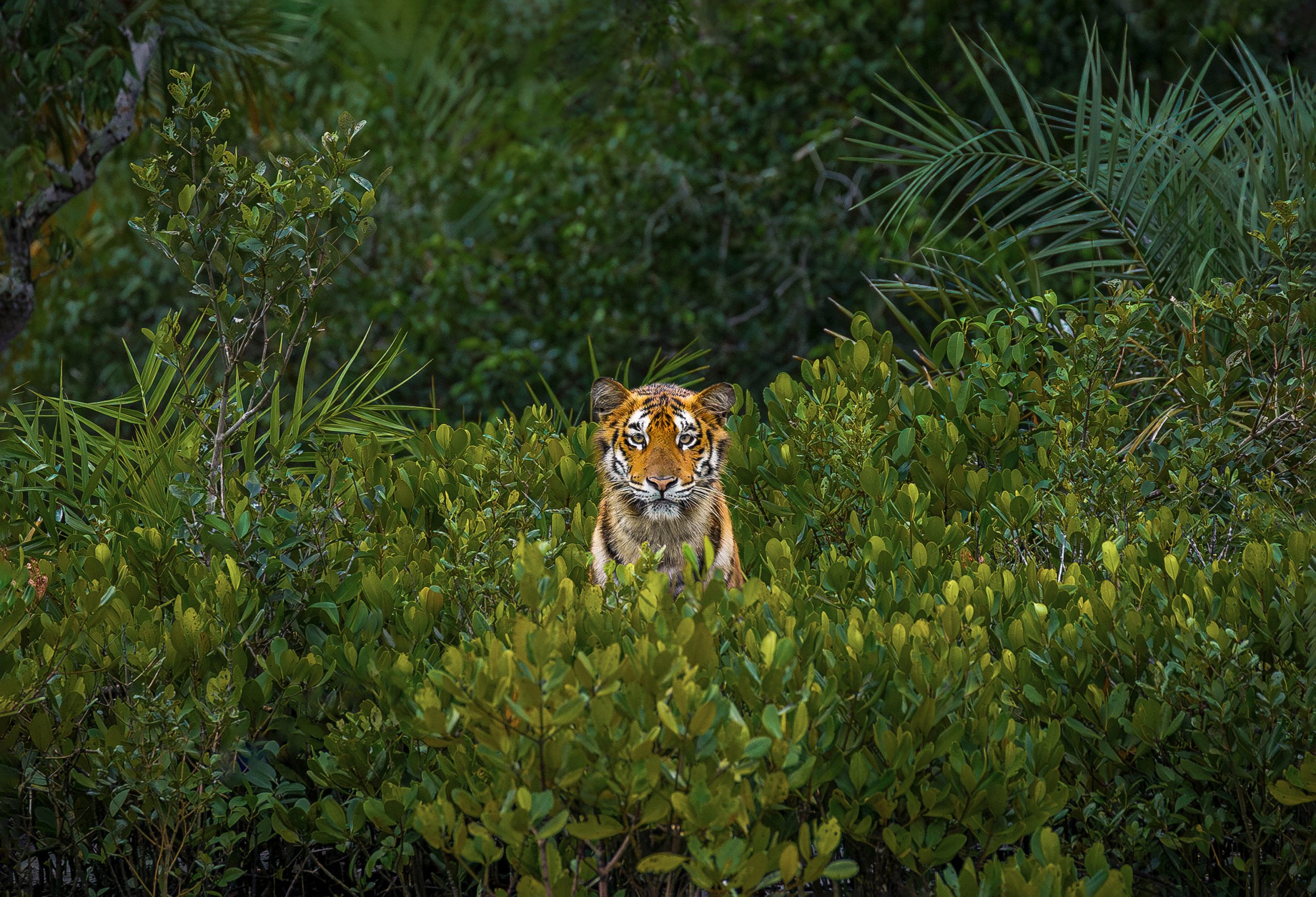 A tiger looking out from a mangrove forest