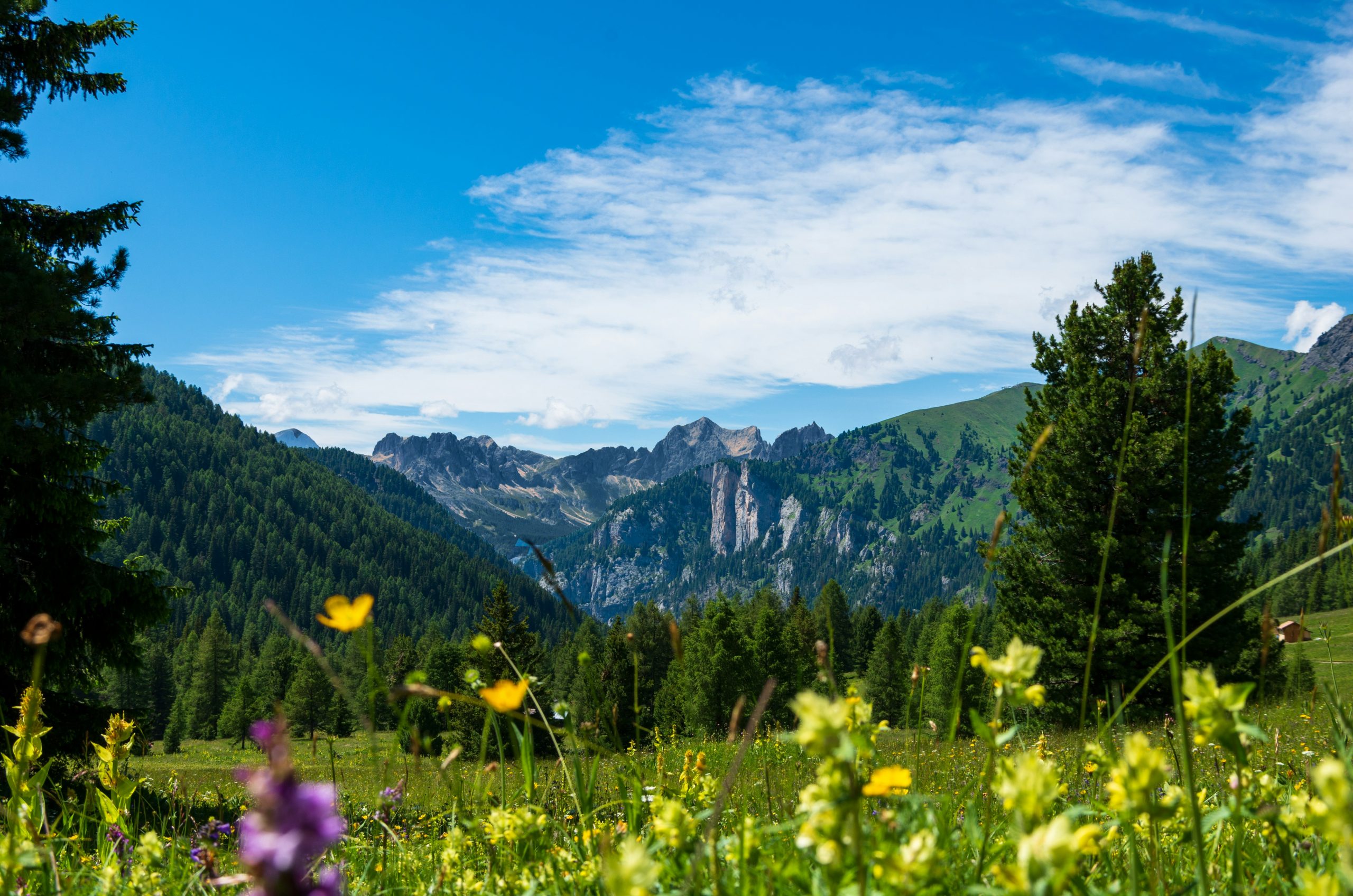 An alpine meadow with wildflowers