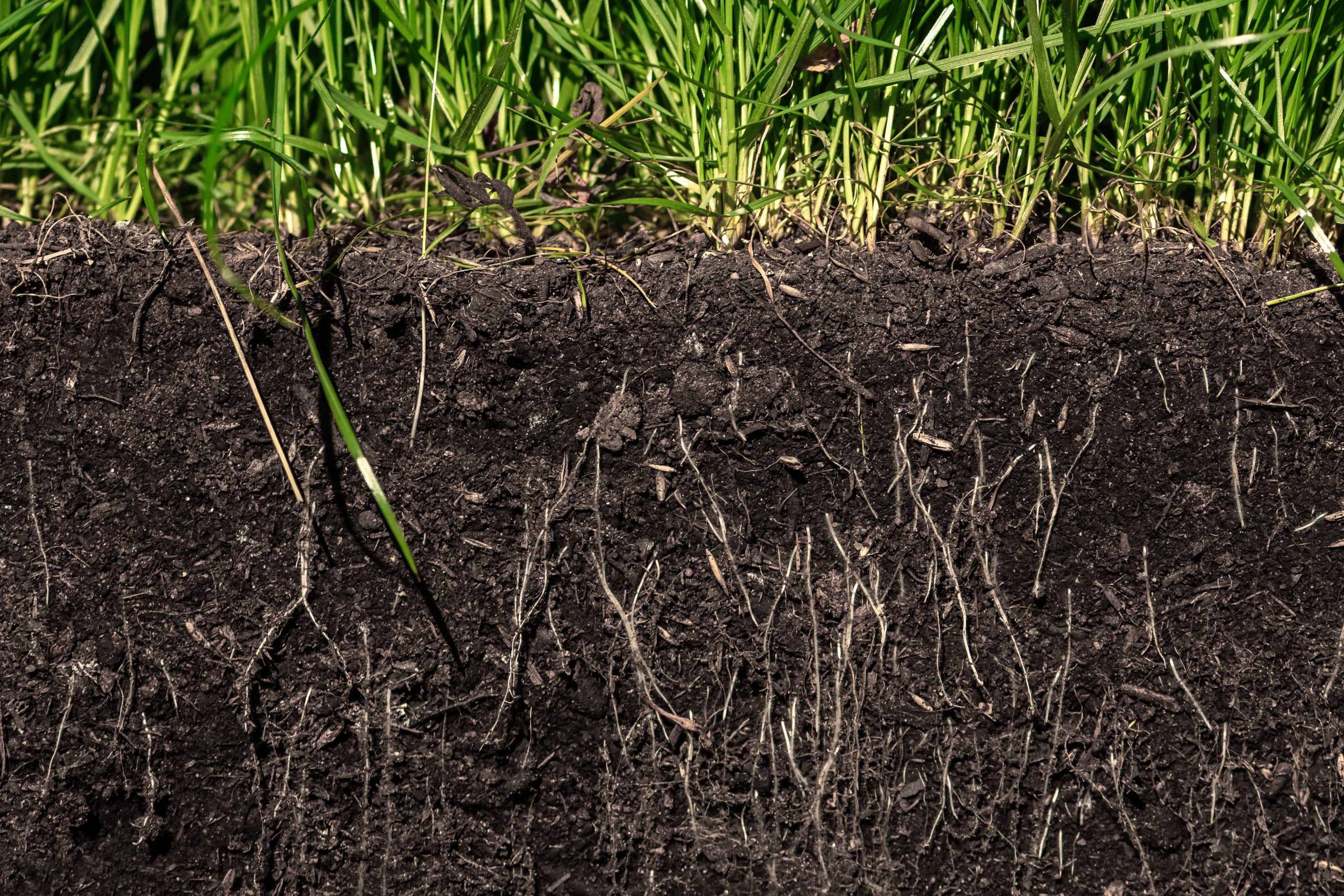 grass with roots and soil