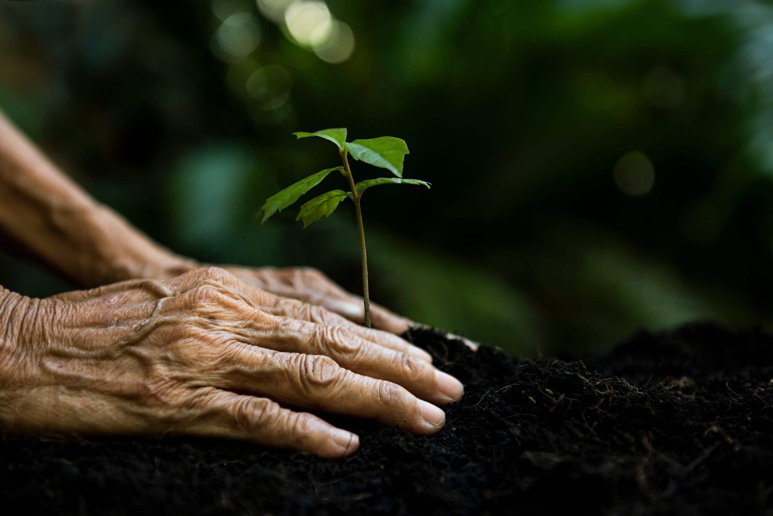 Hands old women agriculture holding and care plant tree keep environment and nature.  Growth of plants reduce global saving biodiversity nature.  Ecology and environment Concept
