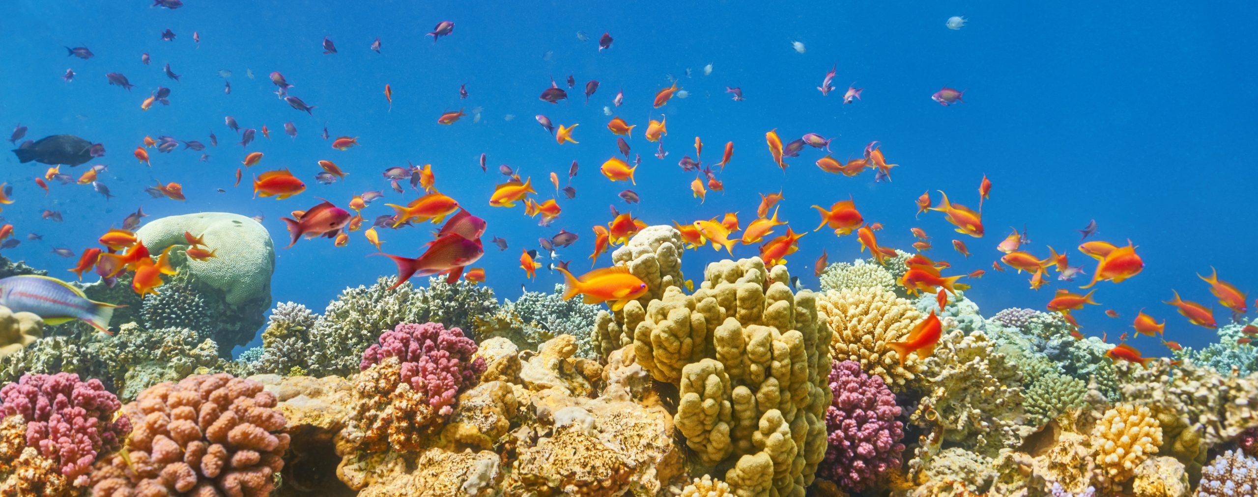 Underwater view at coral reef and fishes, Dahab, Red Sea, Egypt