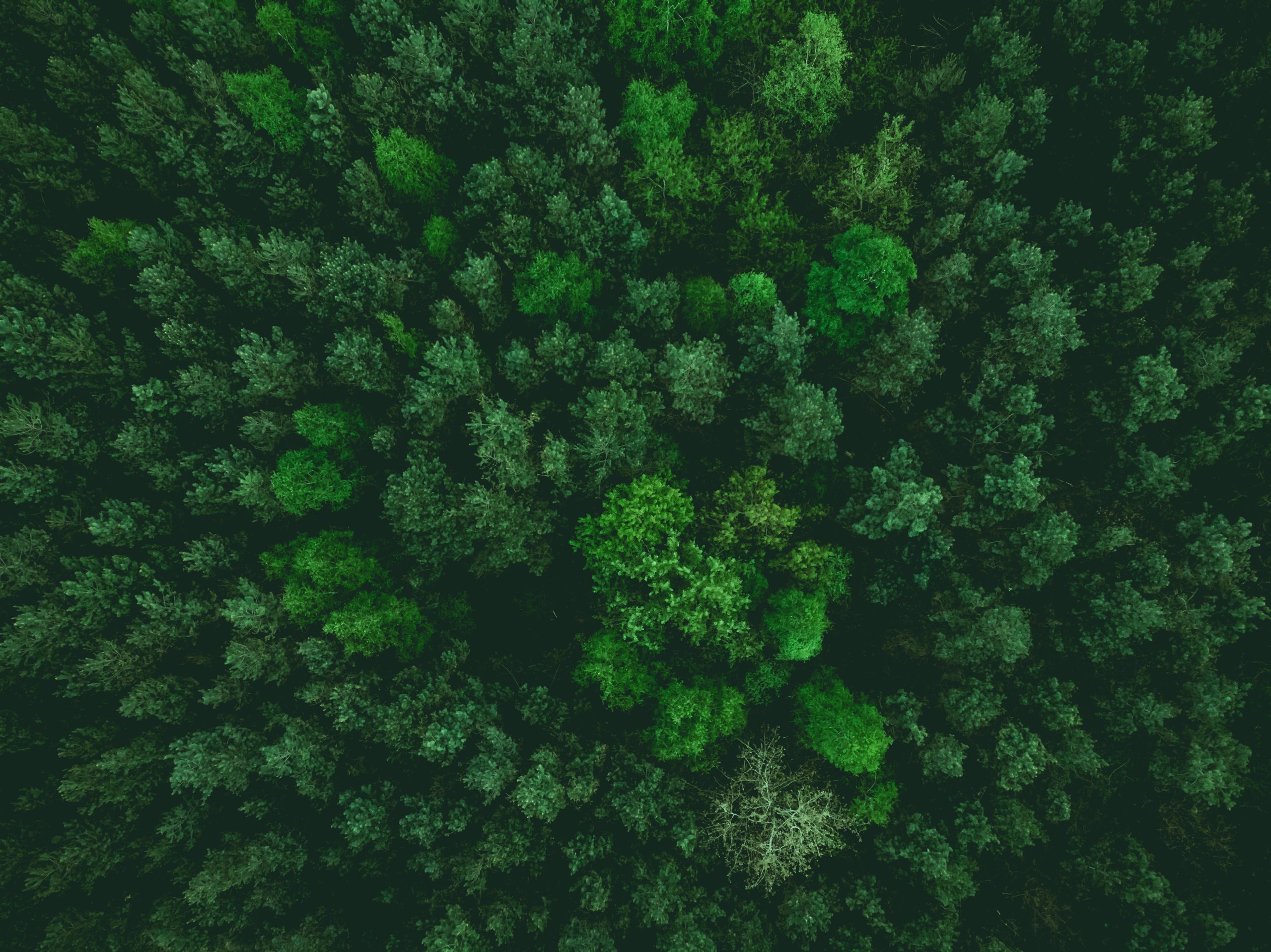 aerial view over forest at spring.