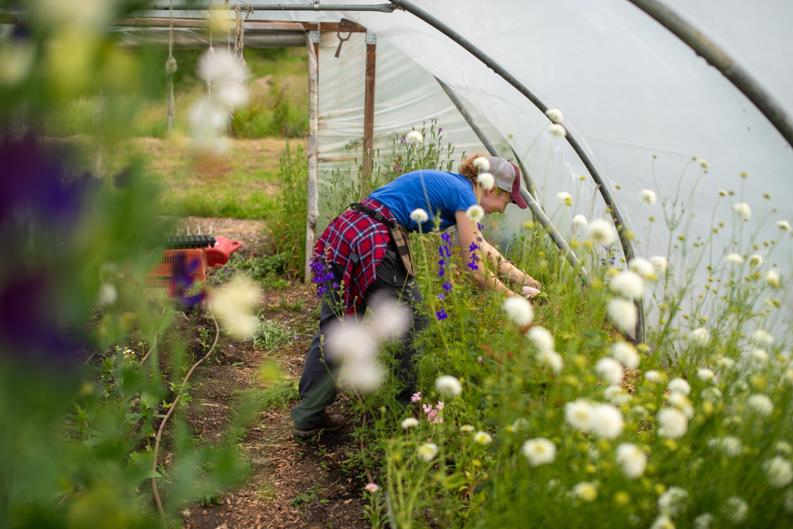 Woman cuts flowers inside a polytunnel