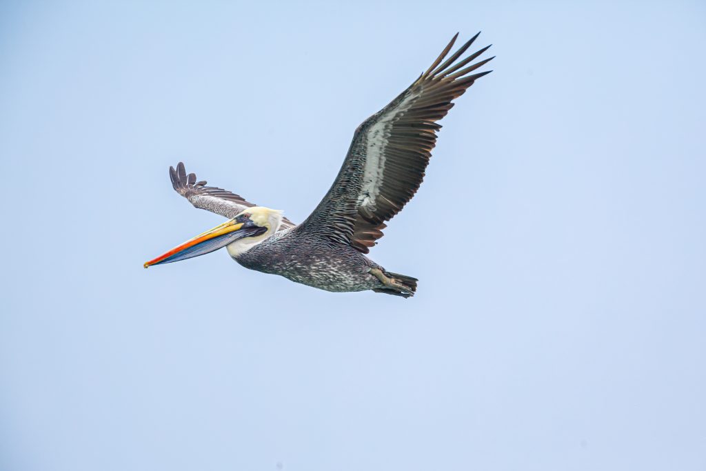 A Peruvian pelican