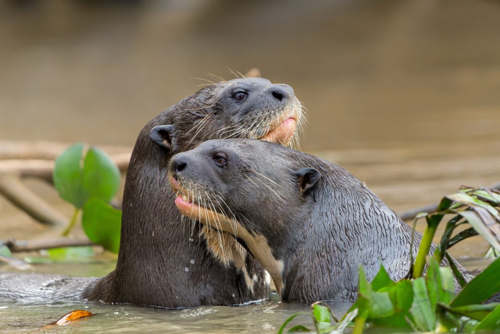 Giant river otters