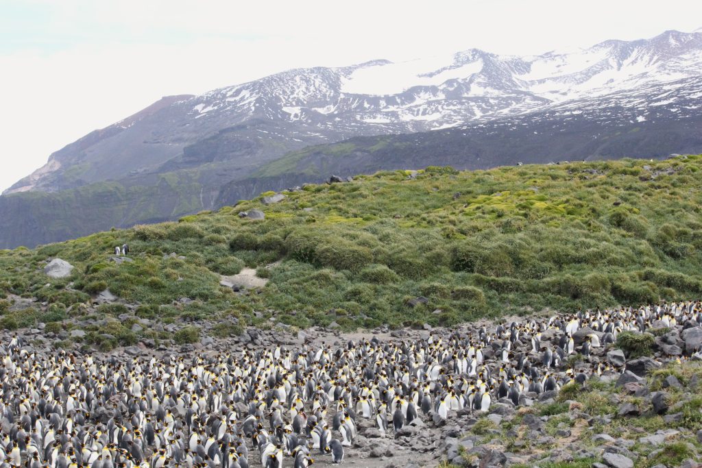 Penguins on Heard Island © Mel Wells