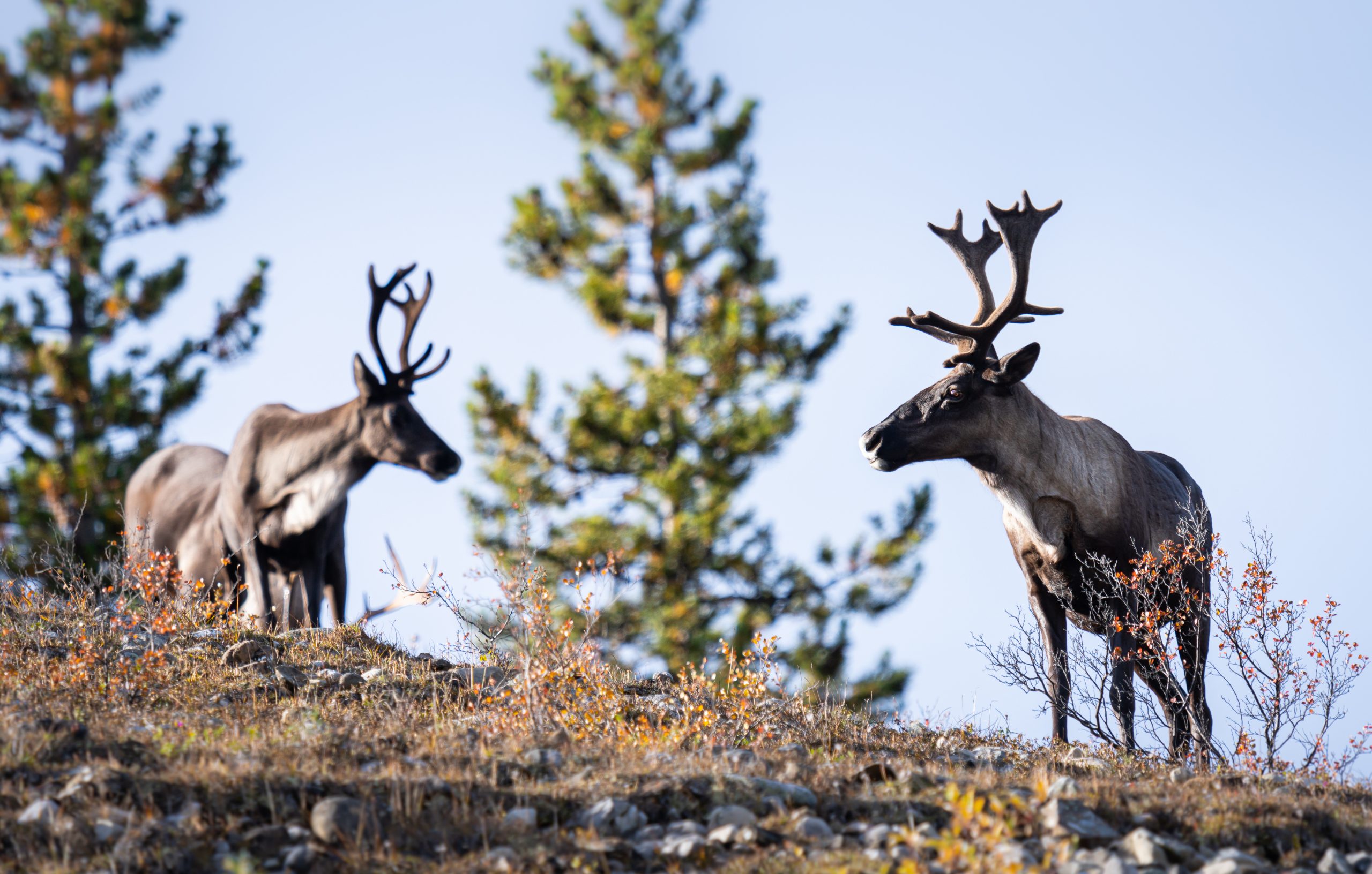 Two caribou, or reindeer, standing on a mountain