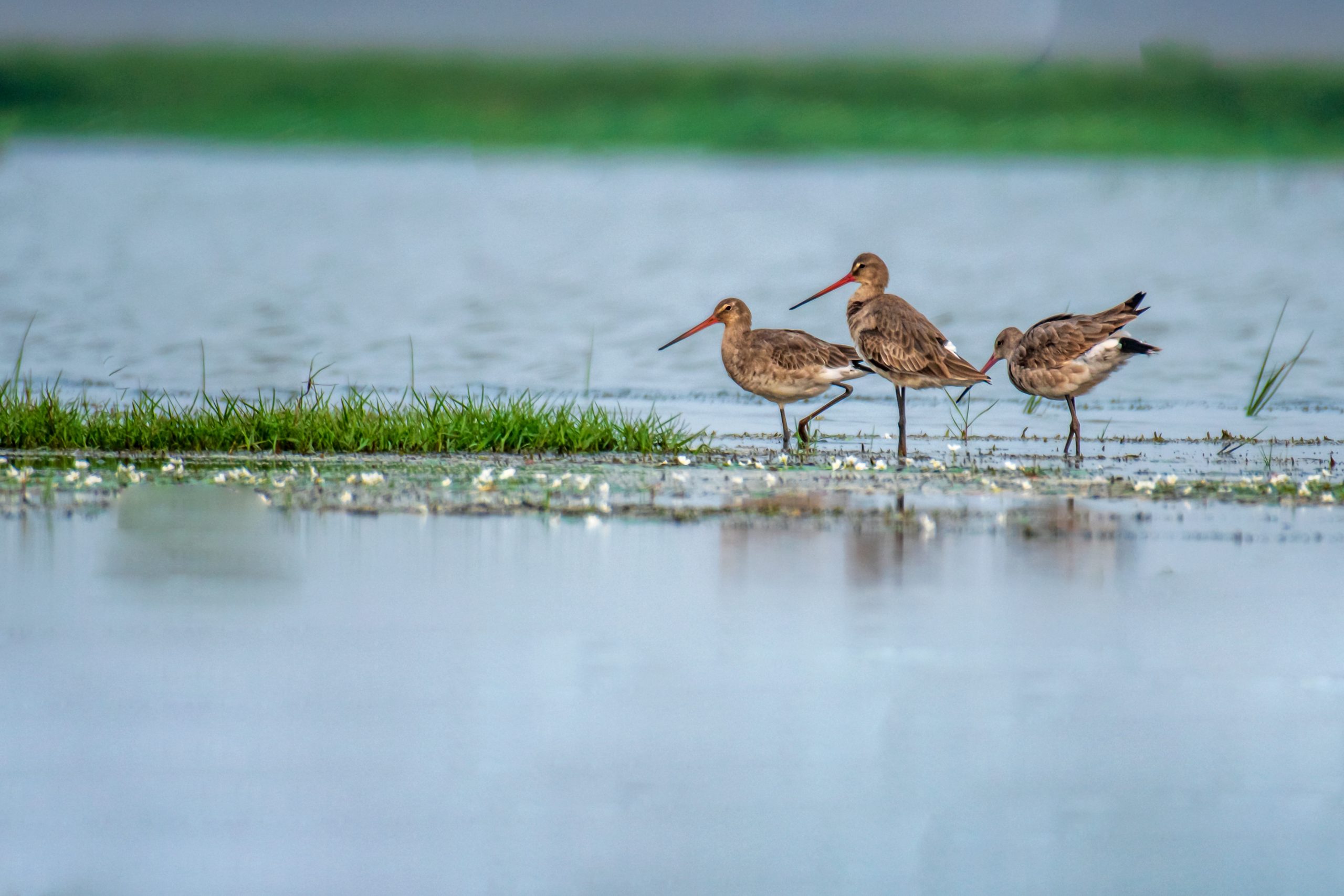 Three Hudsonian godwit shorebirds standing in a lake
