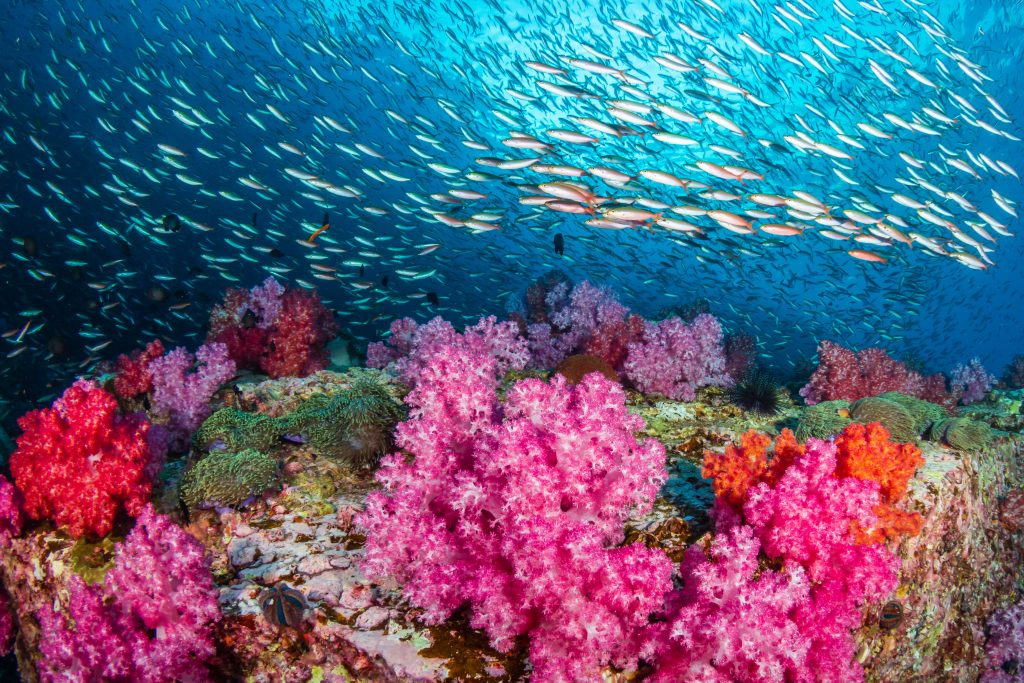Knowledge for action – new Ocean+ platform launched on World Oceans Day ...