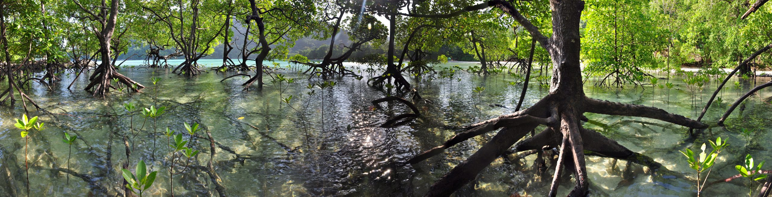 5 facts about mangroves and why we must protect them UNEPWCMC