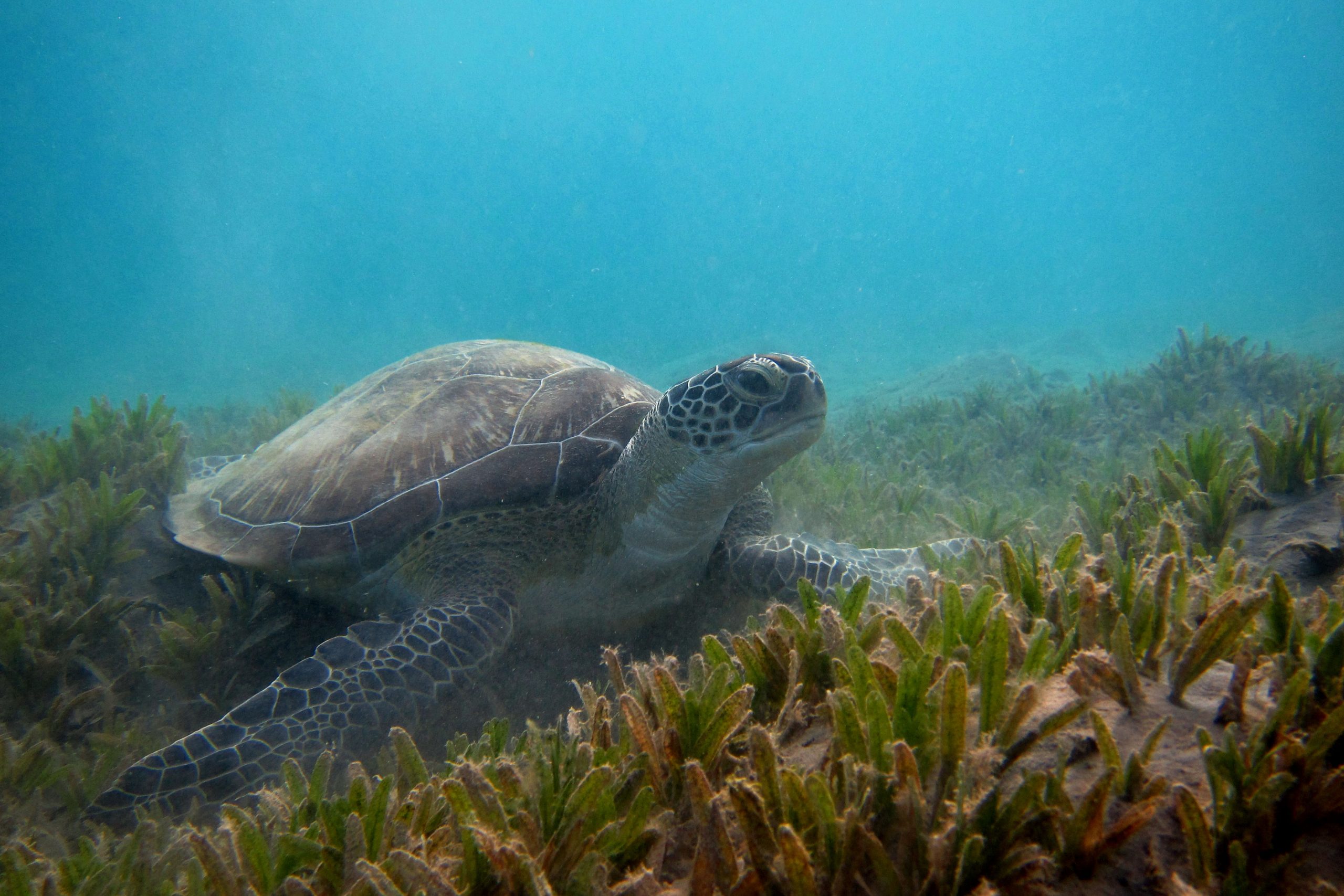 Dive into marine data with Ocean+ Data - UNEP-WCMC