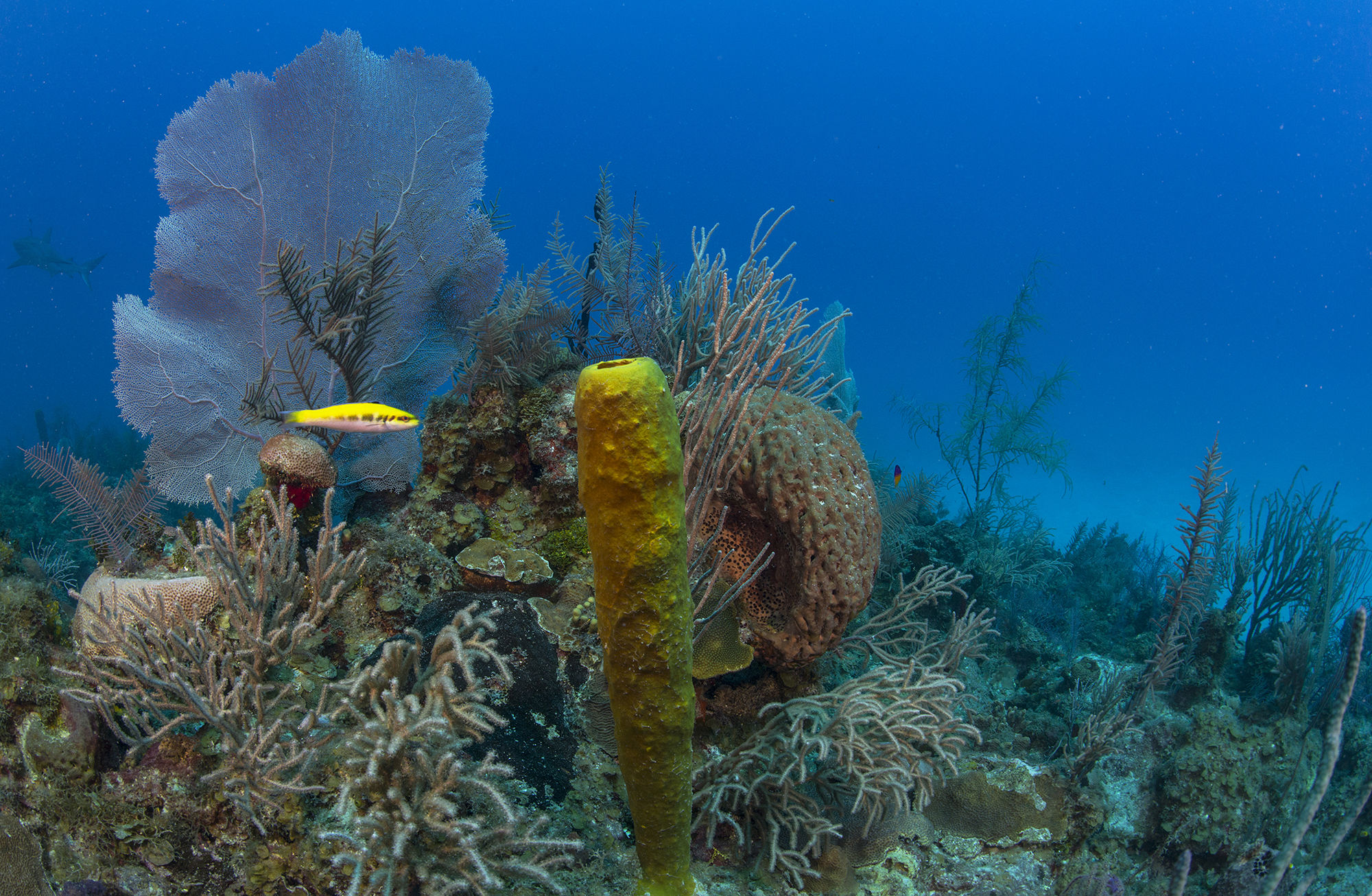 Five ocean habitats that improve our life on land UNEPWCMC