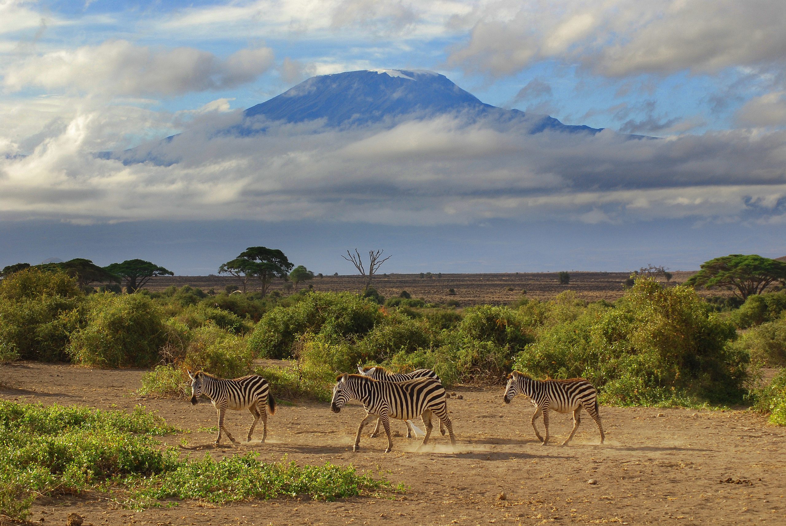 UNEP-WCMC Trustee announced as winner of MIDORI Prize for Biodiversity ...