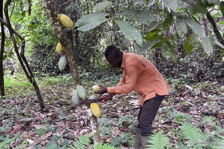 The documentary “A Smallholder’s Voice” highlights the challenges faced ...