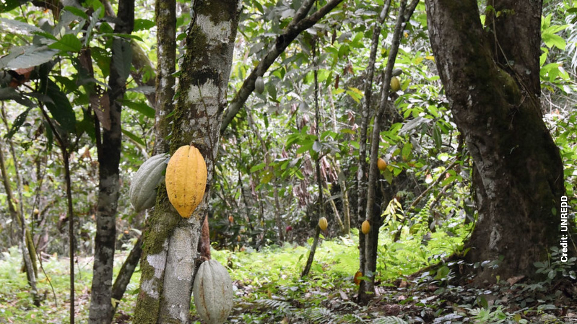 Mapping The Potential For Cocoa Agroforestry In Ghana For Climate ...