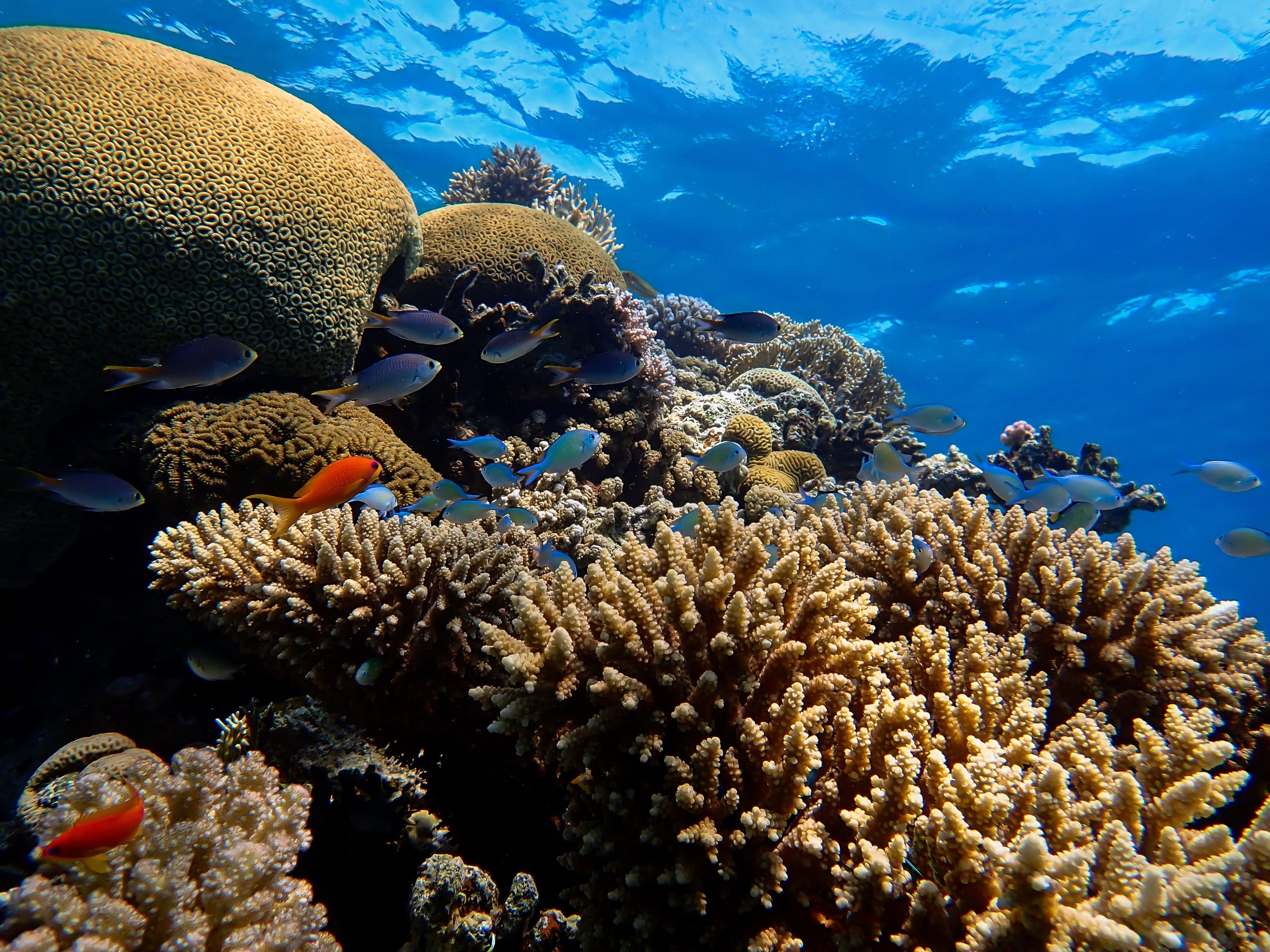 Reef Futures: exploring the ecosystem services and potential futures of ...